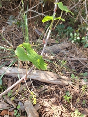 Dioscorea communis