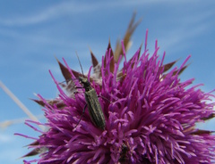 Oedemera virescens