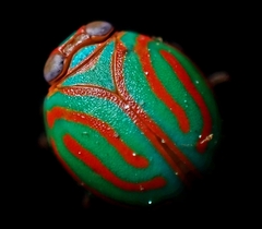 Hemisphaerius interclusus