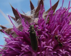 Oedemera virescens