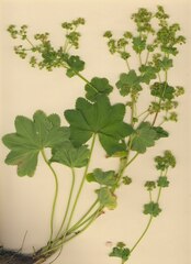 Alchemilla xanthochlora