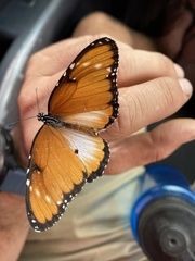 Danaus chrysippus dorippus