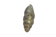 Carychium tridentatum
