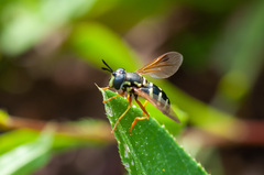 Chrysotoxum festivum