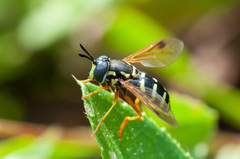 Chrysotoxum festivum