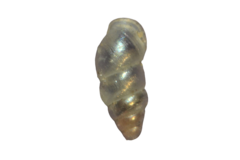 Carychium tridentatum