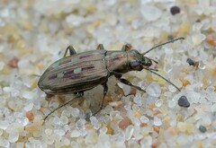 Bembidion argenteolum