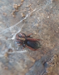 Trachyzelotes pedestris