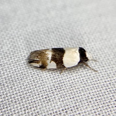 Zonopetala decisana
