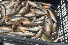 Gymnocephalus cernua