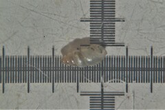Carychium tridentatum
