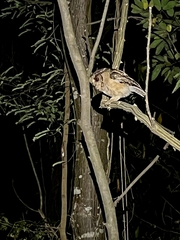 Otus bakkamoena