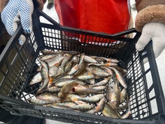 Gymnocephalus cernua