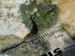 Scoliciosporum umbrinum
