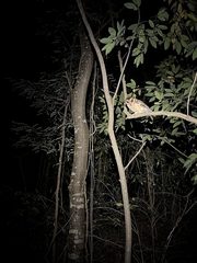 Otus bakkamoena