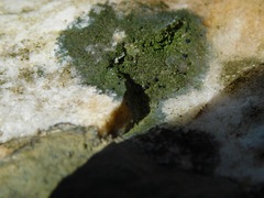 Scoliciosporum umbrinum