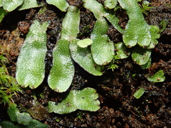 Targionia hypophylla