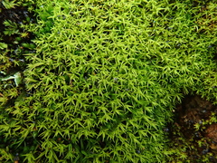 Vinealobryum vineale