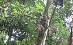 Rupornis magnirostris