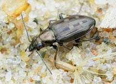 Bembidion argenteolum