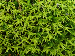 Vinealobryum vineale