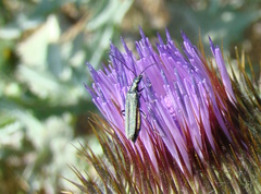 Oedemera virescens