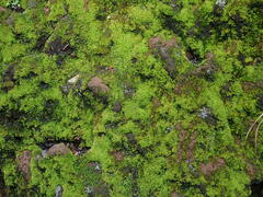 Vinealobryum vineale