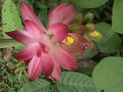 Curcuma