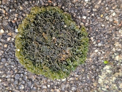 Lathagrium fuscovirens