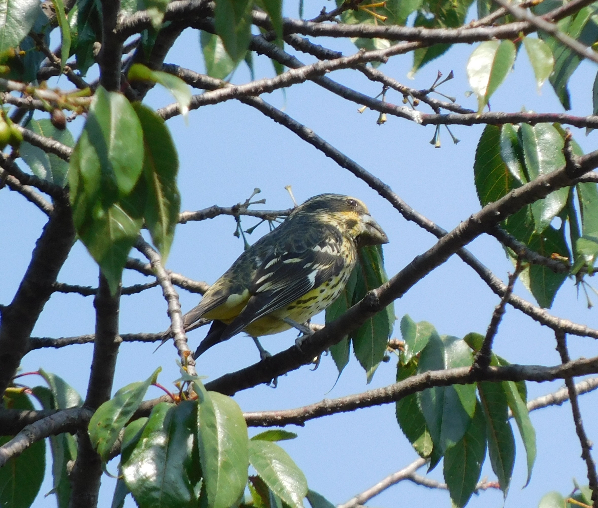 Spot-winged Grosbeak