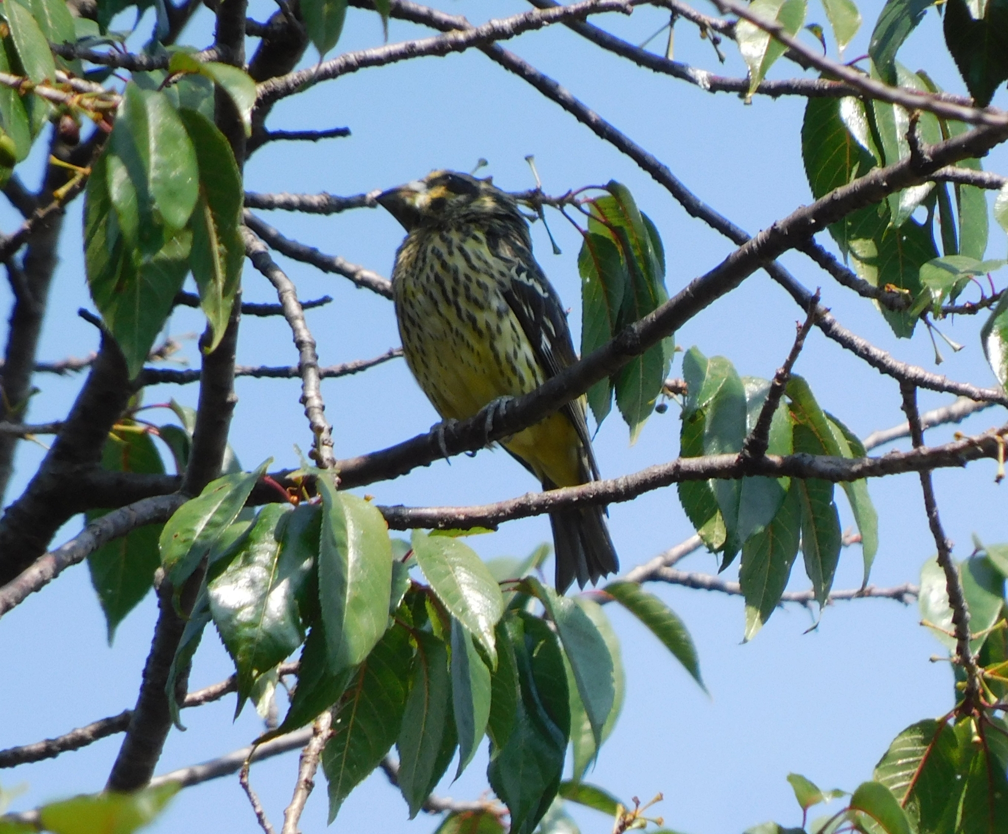 Spot-winged Grosbeak