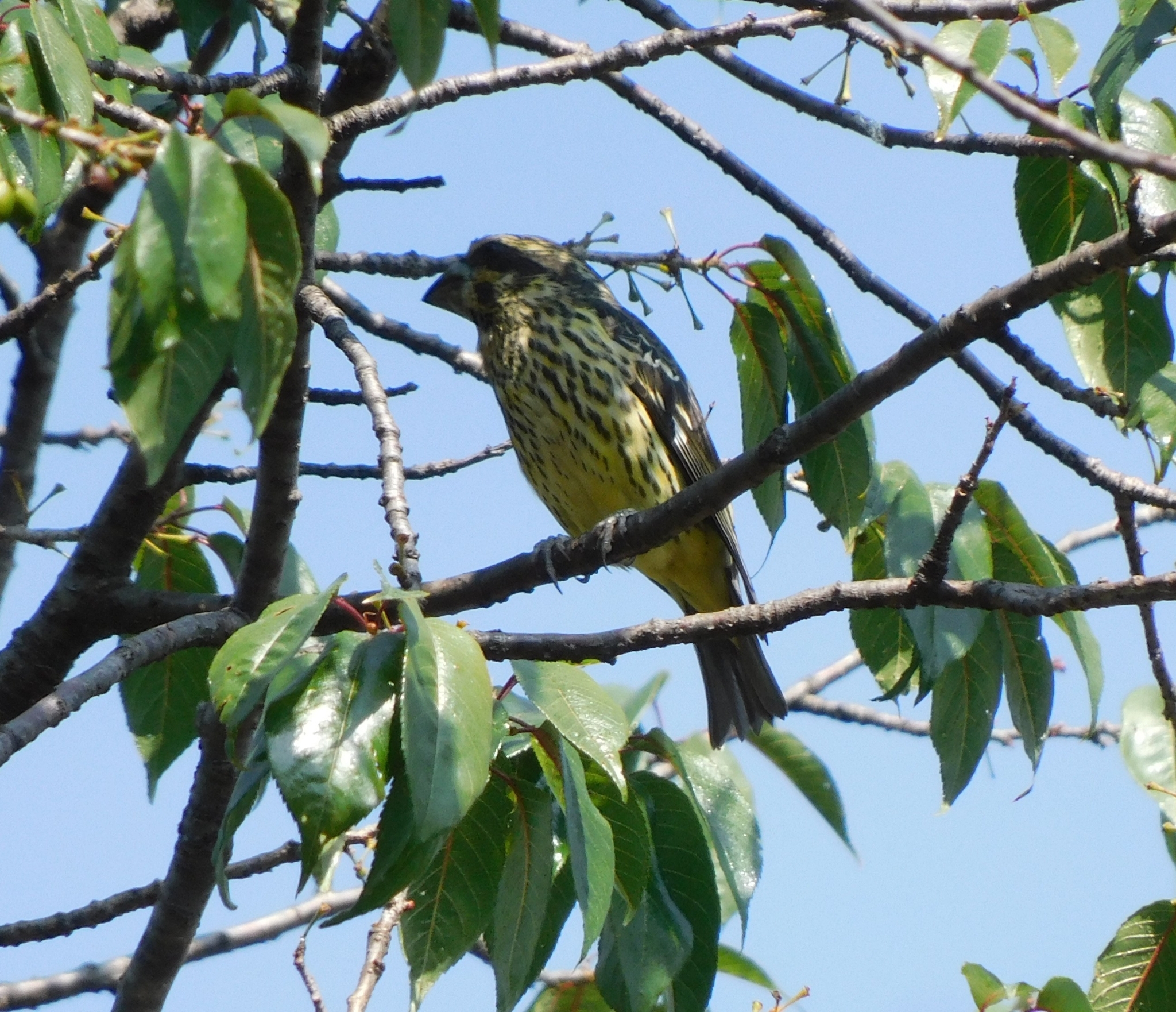 Spot-winged Grosbeak