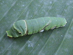 Papilio demoleus
