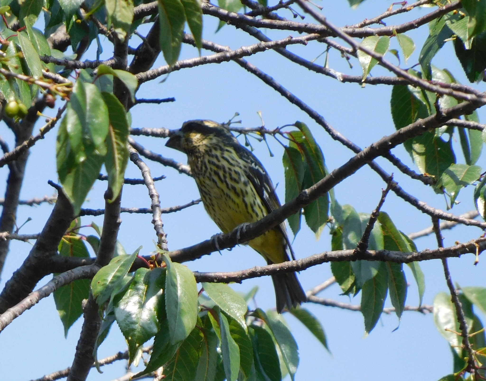 白点翅拟蜡嘴雀