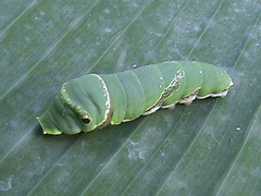 Papilio demoleus
