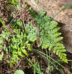Asplenium billotii