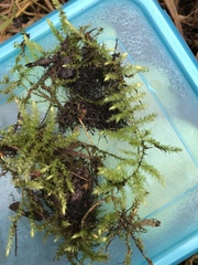 Sciuro-hypnum curtum