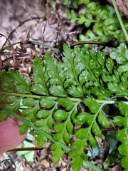 Asplenium billotii