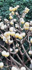 Edgeworthia