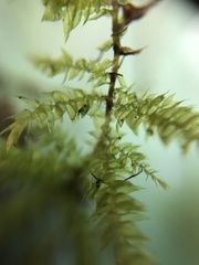 Sciuro-hypnum curtum