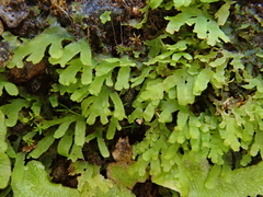 Riccardia chamaedryfolia
