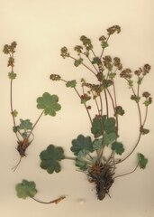 Alchemilla colorata