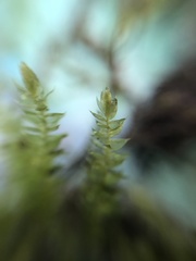 Sciuro-hypnum curtum