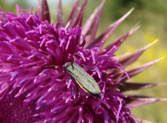 Oedemera virescens