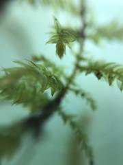 Sciuro-hypnum curtum