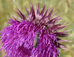 Oedemera virescens