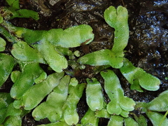Targionia hypophylla