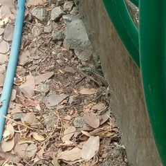 Broadleysaurus major