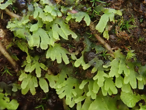 Image of Riccardia chamedryfolia by (c) Christian Berg, some rights reserved (CC BY)