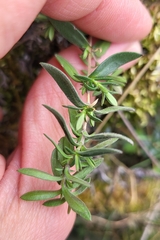 Arenaria montana